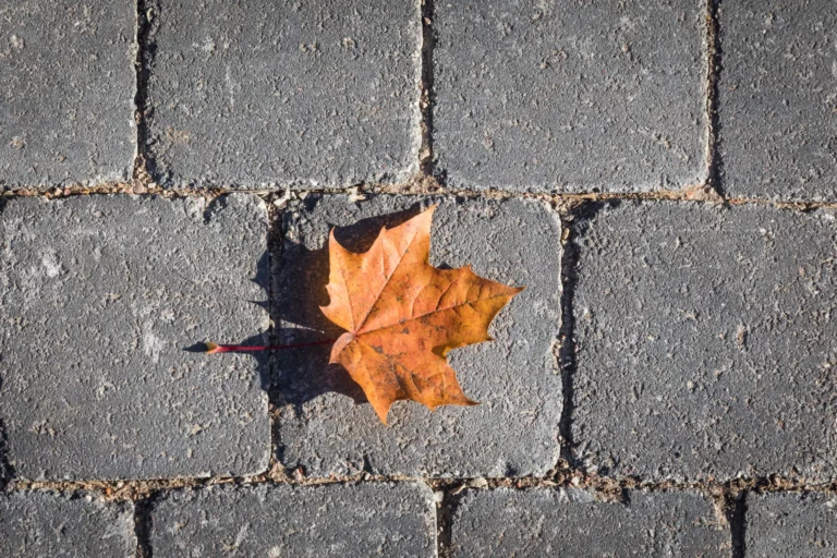 Kuba 8B juoda sendinta