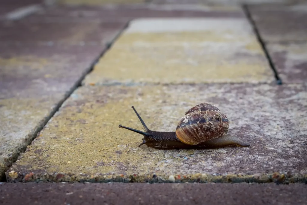 Orange granit daugiaspalvė